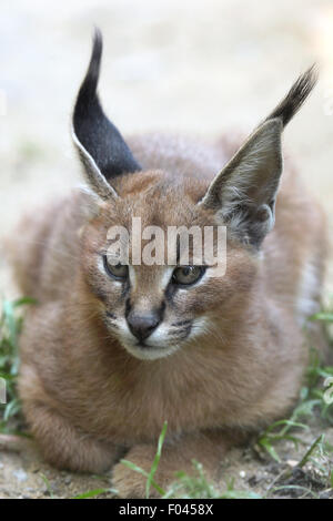 Caracal (Caracal caracal) kitten at Jihlava Zoo in Jihlava, East Bohemia, Czech Republic. Stock Photo