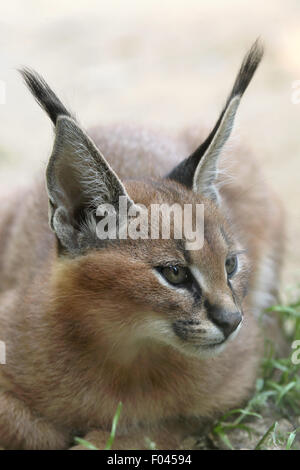 Caracal (Caracal caracal) kitten at Jihlava Zoo in Jihlava, East Bohemia, Czech Republic. Stock Photo