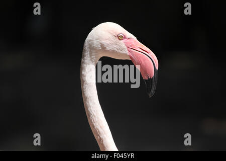 Greater flamingo (Phoenicopterus roseus) at Jihlava Zoo in Jihlava, East Bohemia, Czech Republic. Stock Photo