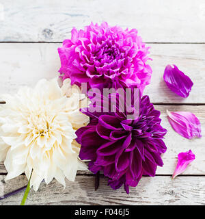 three dahlias on the table Stock Photo