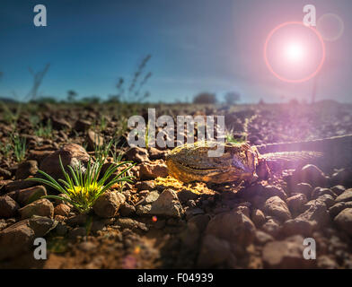 Lizard basking in the sunshine, Namibia, Africa Stock Photo