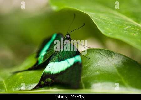 Papilio palinurus ' Emerald Swallowtail' butterfly at Sensational Butterflies Exhibition, Natural History Museum, London Stock Photo