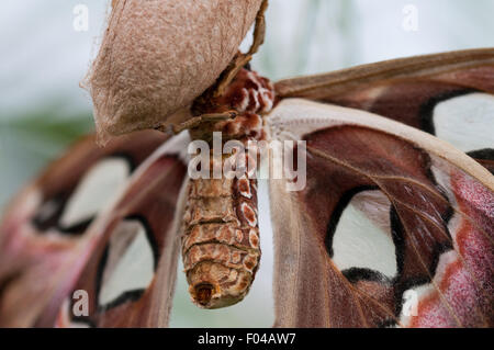 Attacus atlas ' Giant Atlas Moth' resting on a cocoon at Sensational Butterflies Exhibition, Natural History Museum, London Stock Photo