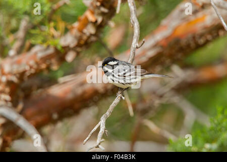 Black-throated Gray Warbler  Dendroica nigrescens Santa Rita Mountains, Arizona, United States 16 May    Adult Male        Parul Stock Photo