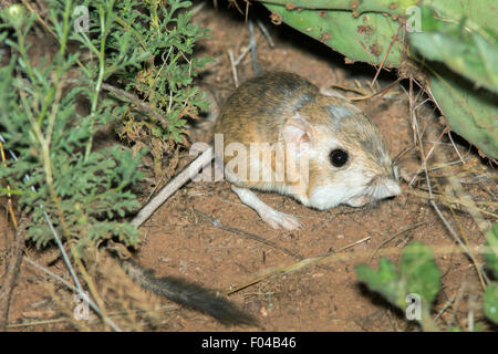 Merriam Kangaroo Rat Dipodomys Merriami Near Elgin ARIZONA United ...