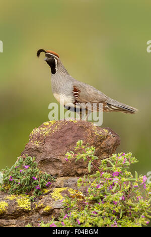 Gambel's Quail  Callipepla gambelii Tucson, Arizona, United States 21 May     Adult Male        Phasianidae Stock Photo