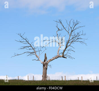 Dead tree against a blue sky Derbyshire, England, UK Stock Photo
