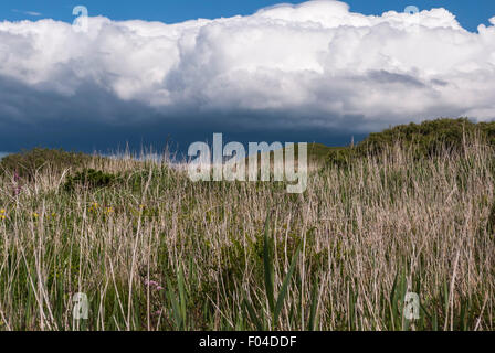 Pale grasses against a threatening dark sky, Isle of Islay, Scotland. Stock Photo