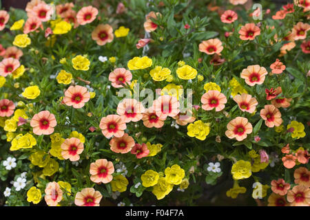 Calibrachoa. Million bells flowers in a hanging basket. Stock Photo