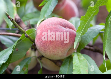 Prunus persica. Peaches fruiting in the UK. Stock Photo