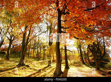 Beech trees reveal their autumn colours in woodland on the Longshaw Estate in the Peak District, England UK Stock Photo