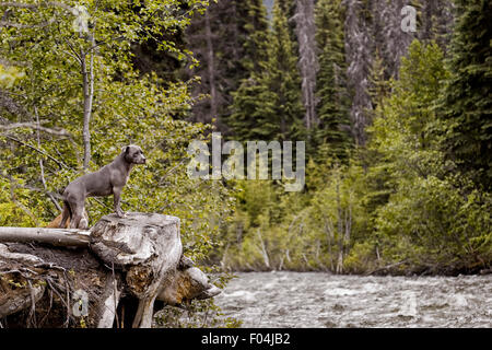 Blue adult Pitbull with front feet up on tree stump at raging rivers edge in fall bloom in forest Stock Photo