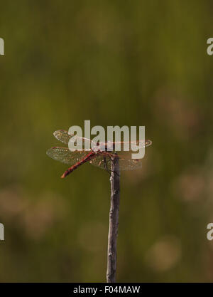Red rock skimmer dragonfly, Paltothemis lineatipes, perched on a branch Stock Photo
