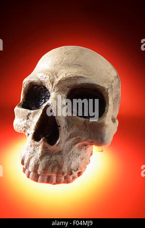 Artificial Human Skull Stock Photo