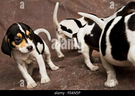 four black and white Beagle puppies walking around on brown backdrop in studio setting Stock Photo