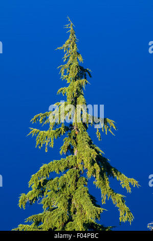 Tree against Crater Lake, Crater Lake National Park, OR Stock Photo