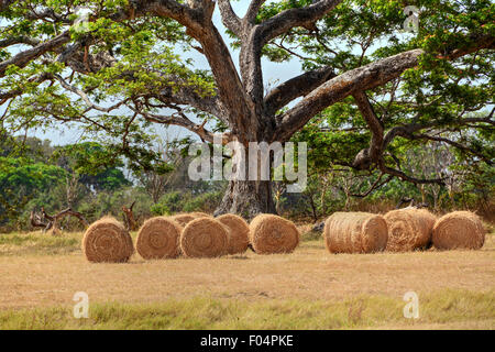 Hay bales below a huge tree in a farm field Stock Photo