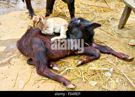 Friendship of animals. Friendship Beyond Boundaries. a baby goat finds luxury on the back of a baby buffalo Stock Photo