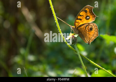 Peacock Pansy Butterfly. (Junonia almana) is a species of nymphalid butterfly found in South Asia Stock Photo