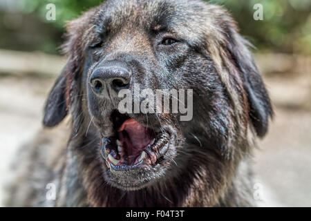 dog openig mouth, serra da estrela portuguese dog Stock Photo