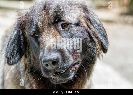 dog facial expression, serra da estrela portuguese dog, Stock Photo