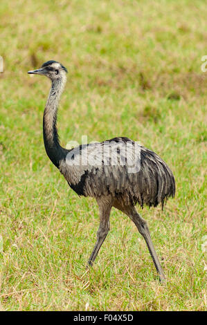 Rhea americana, Greater Rhea, Transpantaneria Highway, Pantanal, Brazil Stock Photo