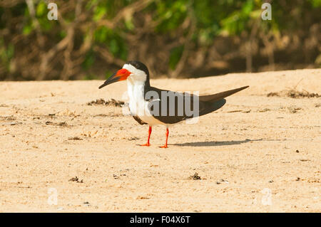 Rynchops niger, Black Skimmer, Cuiaba River, Pantanal, Brazil Stock Photo