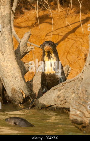 Pteronura brasiliensis, Giant River Otter, Cuiaba River, Pantanal, Brazil Stock Photo