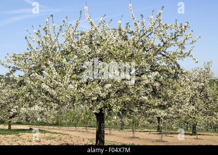 Bluehende Kirschbaum, Stock Photo