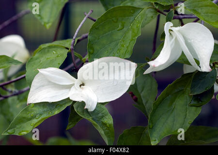 Blumenhartriegel, Eddies, White, Wonder, Stock Photo