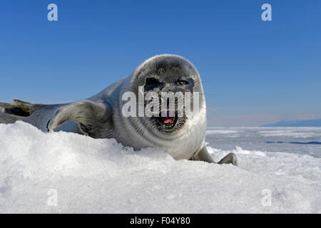 Baikal seal (Pusa sibirica, Phoca sibirica), offspring, freshwater seal lying on the ice, frozen lake Baikal, Siberia, Russia Stock Photo