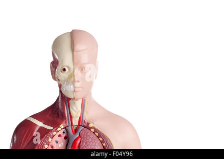 Human anatomy model used for teaching students and patients about the body's vital organs of teachers and doctor Stock Photo