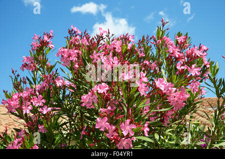 Sardinia, Italy: flowers of Oleander ( Nerium oleander) Stock Photo