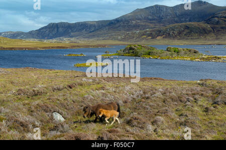 Eriskay Pony and foal Benbecula Outer Hebrides Stock Photo