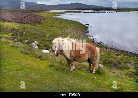 Eriskay Pony and foal Benbecula Outer Hebrides Stock Photo