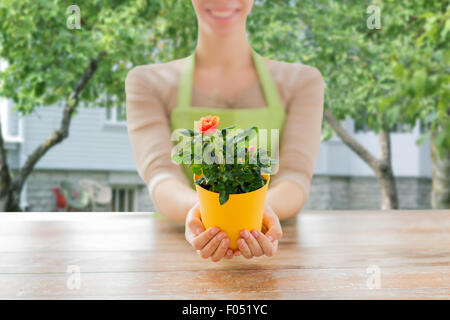 close up of woman hands holding roses bush in pot Stock Photo