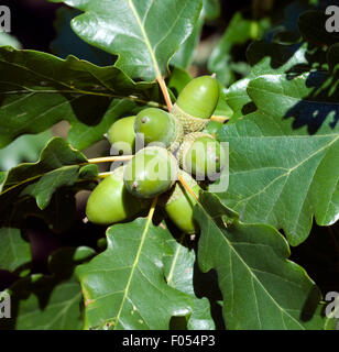 Traubeneiche, Quercus, petraea, Wintereiche, Stock Photo