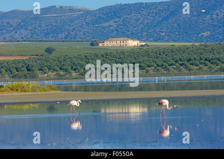 Greater Flamingo (Phoenicopterus ruber) . Fuente de Piedra Lagoon. Malaga province. Andalusia, Spain Stock Photo