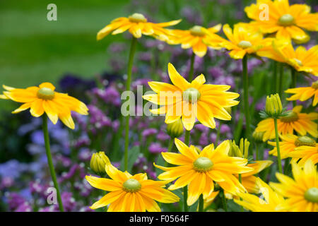 Rudbeckia hirta 'Prairie Sun'. Black-eyed Susan 'Prairie Sun' flowers Stock Photo