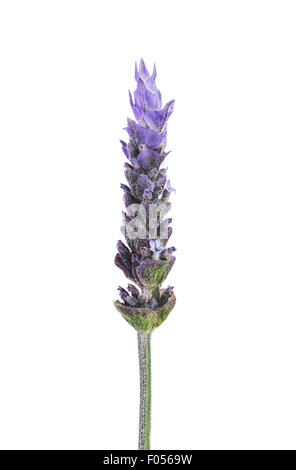 purple lavender flower isolated on  white background Stock Photo