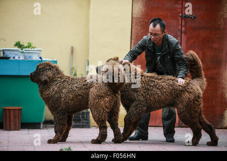 Lhasa, Tibet. 06th Aug, 2015. A breeder plays with two 5-month-old Tibetan mastiffs at a breeding center in Lhasa, capital of southwest China's Tibet Autonomous Region, Aug. 6, 2015. The Tibetan Mastiff is a world famous and typical guardian dog species of Tibet. In recent years, due to market disorder and cross breeding, the price of Tibetan mastiffs fell sharply. However, with the aim to maintain the pure blood of the creature, a breeding center was jointly established with local farming science departments in Lhasa in 2015. Credit:  Xinhua/Alamy Live News Stock Photo