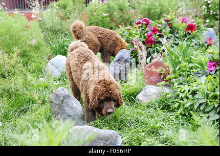 Lhasa, Tibet. 06th Aug, 2015. Two 5-month-old Tibetan mastiffs are seen at a breeding center in Lhasa, capital of southwest China's Tibet Autonomous Region, Aug. 6, 2015. The Tibetan Mastiff is a world famous and typical guardian dog species of Tibet. In recent years, due to market disorder and cross breeding, the price of Tibetan mastiffs fell sharply. However, with the aim to maintain the pure blood of the creature, a breeding center was jointly established with local farming science departments in Lhasa in 2015. Credit:  Xinhua/Alamy Live News Stock Photo