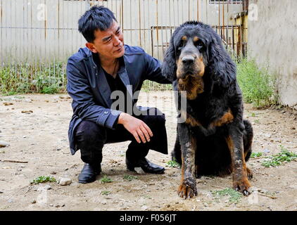 Lhasa, Tibet. 06th Aug, 2015. Principal Yang Kun touches a Tibetan mastiff at a breeding center in Lhasa, capital of southwest China's Tibet Autonomous Region, Aug. 6, 2015. The Tibetan Mastiff is a world famous and typical guardian dog species of Tibet. In recent years, due to market disorder and cross breeding, the price of Tibetan mastiffs fell sharply. However, with the aim to maintain the pure blood of the creature, a breeding center was jointly established with local farming science departments in Lhasa in 2015. Credit:  Xinhua/Alamy Live News Stock Photo