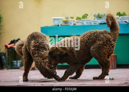 Lhasa, Tibet. 06th Aug, 2015. Two 5-month-old Tibetan mastiffs play at a breeding center in Lhasa, capital of southwest China's Tibet Autonomous Region, Aug. 6, 2015. The Tibetan Mastiff is a world famous and typical guardian dog species of Tibet. In recent years, due to market disorder and cross breeding, the price of Tibetan mastiffs fell sharply. However, with the aim to maintain the pure blood of the creature, a breeding center was jointly established with local farming science departments in Lhasa in 2015. Credit:  Xinhua/Alamy Live News Stock Photo