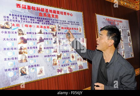 Lhasa, Tibet. 06th Aug, 2015. Principal Yang Kun shows an introduction chart of Tibetan mastiff at a breeding center in Lhasa, capital of southwest China's Tibet Autonomous Region, Aug. 6, 2015. The Tibetan Mastiff is a world famous and typical guardian dog species of Tibet. In recent years, due to market disorder and cross breeding, the price of Tibetan mastiffs fell sharply. However, with the aim to maintain the pure blood of the creature, a breeding center was jointly established with local farming science departments in Lhasa in 2015. Credit:  Xinhua/Alamy Live News Stock Photo
