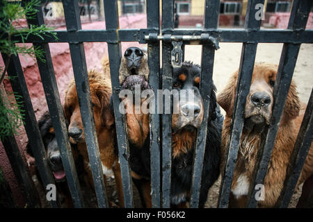 Lhasa, Tibet. 06th Aug, 2015. Tibetan mastiffs are seen at a breeding center in Lhasa, capital of southwest China's Tibet Autonomous Region, Aug. 6, 2015. The Tibetan Mastiff is a world famous and typical guardian dog species of Tibet. In recent years, due to market disorder and cross breeding, the price of Tibetan mastiffs fell sharply. However, with the aim to maintain the pure blood of the creature, a breeding center was jointly established with local farming science departments in Lhasa in 2015. Credit:  Xinhua/Alamy Live News Stock Photo
