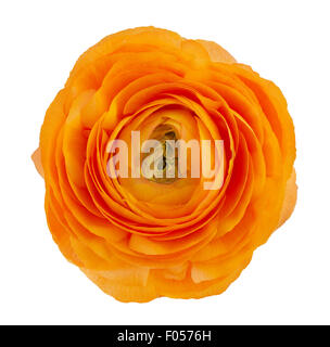 Orange ranunculus asiaticus buttercup flower isolated on white background Stock Photo