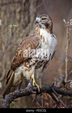 Red-tailed Hawk sitting on a dead brunch Stock Photo