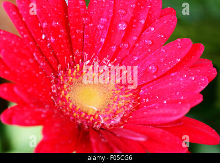 Macro shot of a red flower with water drops Stock Photo