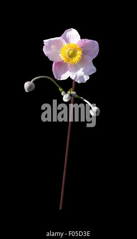 Pink rose mallow flower and buds in expressive pose isolated on black. Stock Photo